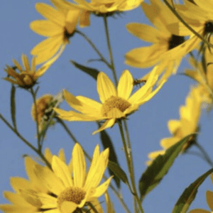 Yellow wildflowers blooming against clear blue sky
