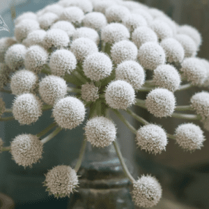 White pompom flower arrangement in vase