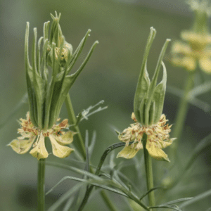 Yellow wildflowers with elongated green seedpods