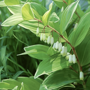Variegated plant with dangling white bell flowers
