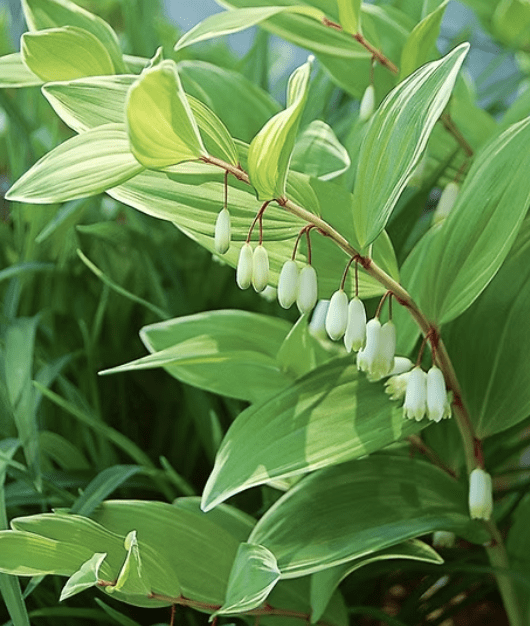 Variegated plant with dangling white bell flowers
