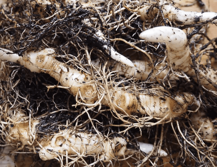 Close-up of tangled white tubers and roots