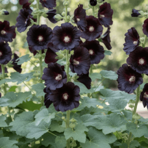 Dark maroon hollyhock flowers on tall stalks