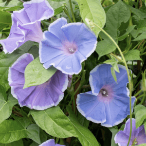Morning Glory - Morning Call Blue & White Picotee (3.25" pot)