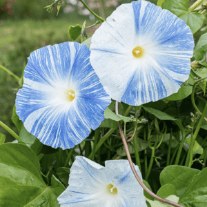 Morning Glory - Flying Saucers (3.25" pot)