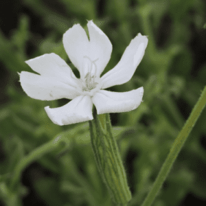 Close-up white wildflower against green foliage