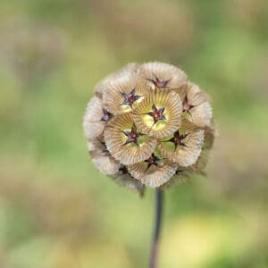Scabiosa - Paper Moon  or Starflower (3.25" pot)