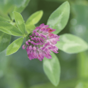 Clover - Red Mammoth Plant (3.25" pot)