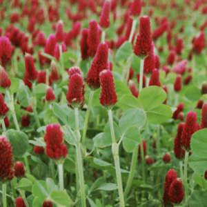 Clover -  Crimson Plant (3.25" pot)