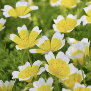 Meadowfoam or Poached Egg Plant (3.25" pot)
