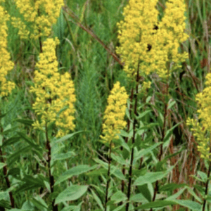 Goldenrod - Showy (3.25" pot)