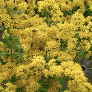 Goldenrod - Rigid or Stiff (3.25" pot)