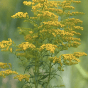 Goldenrod -  Sweet (3.25" pot)