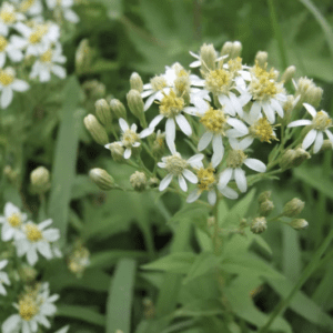 Aster - Flat Topped (3.25" pot)