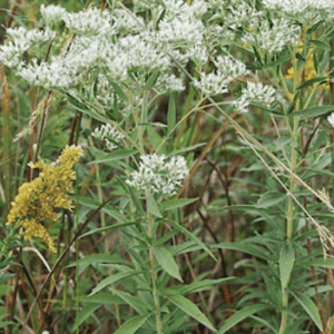 Boneset - Tall (Eupatorium altissimum) plant (3.25" pot)
