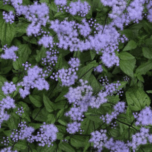 Mistflower or Blue Boneset plant (3.25" pot)