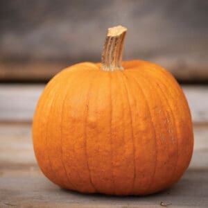 Squash - Winter - New England Pie Pumpkin (3.5" pot)
