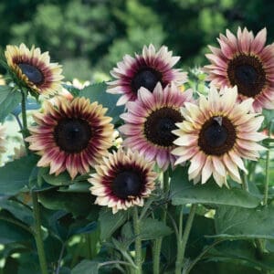 Sunflower - Strawberry Blonde (3.25" pot)