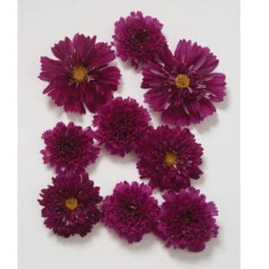 Cosmos - Double Click Cranberries (3.25" pot)