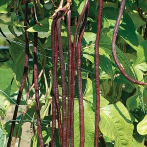Bean - Pole - Red Noodle (3.5" pot)