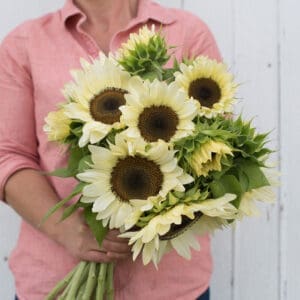 Sunflower - ProCut® White Nite (3.25" pot)