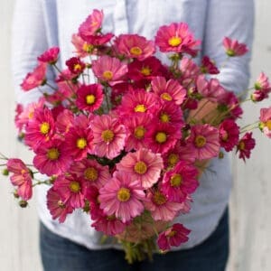 Cosmos - Xsenia (3.25" pot)