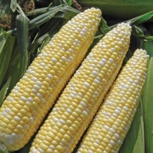 Corn - Allure Bi-Color (3.5" pot)