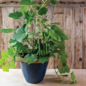 Cucumber - "Quick Snack" Bush Style  (3.25" pot)
