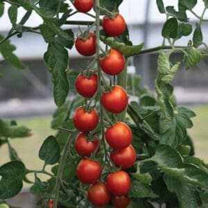 Tomato - Red Cherry (12" planter pot with cage)