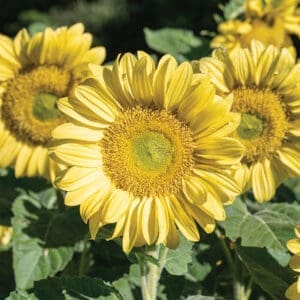 Sunflower - ProCut® Lemon Lite (3.25" pot)