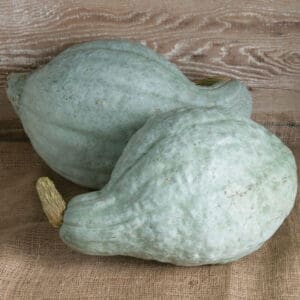 Squash - Winter - Blue Hubbard (3.5" pot)