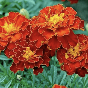 Marigold - French Garden Style  - Nan Double Brocade (3.25" pot)
