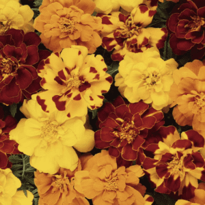 Marigold - French Garden Style  - Mixed Colors (3.25" pot)