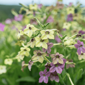 Tobacco - 'Select Watercolors' Plant (3.25" pot)