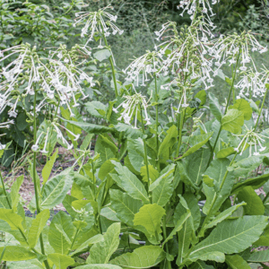 Tobacco - 'Woodland Stars' Plant (3.25" pot)