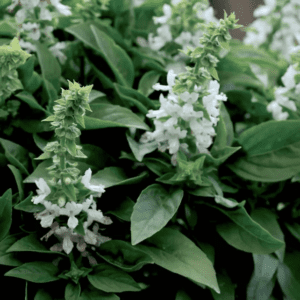 Basil - Floral Spires Thai  (3.5" pot)