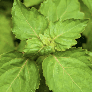 Patchouli Plant  (3.5" pot)
