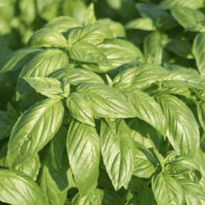 Basil - Prospera Genovese-Style (10 inch patio pot)