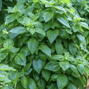 Basil - Everleaf Emerald Towers (10 inch patio pot)