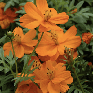 Cosmos - Sulphureus Mandarin (3.25" pot)