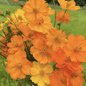 Cosmos - Sulphureus Orange (3.25" pot)