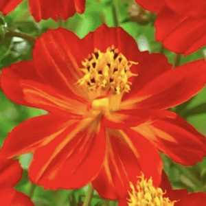Cosmos - Sulphureus Red (3.25" pot)