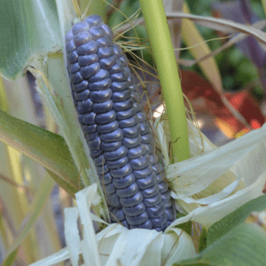 Corn - Blue Jade (3.5" pot)