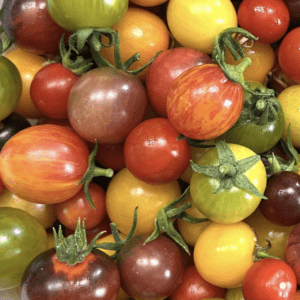 Tomato - 6 Pack of 6 Cherry Different Tomato Plants (3.25" pot)