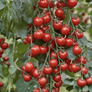 Tomato - Weeping Tomato Plant in Hanging Planter