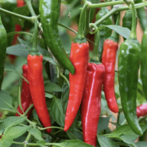 Pepper - Cayennetta  - in a 10 inch patio pot
