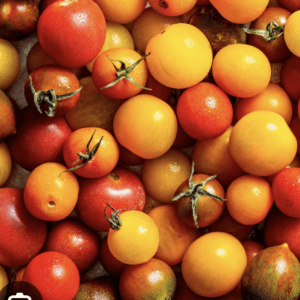 Tomato - Weeping Red & Yellow Cherry Tomatoes in Hanging Planter