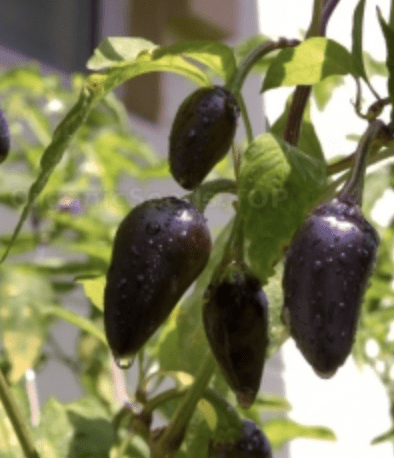 Pepper - Hot - Jalapeno - Purple (3.25" pot)