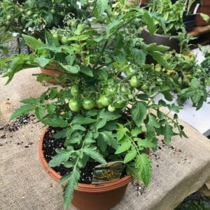 Tomato - Yellow Cherry Dwarf Patio Plant (12" planter pot)