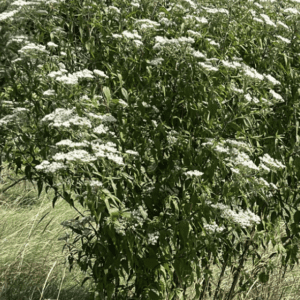 Boneset - Late (Eupatorium serotinum) plant (3.25" pot)